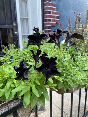 Magnolia Garden Village