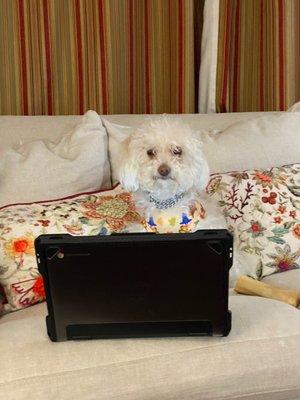 Glitz n Glam Pet Spa