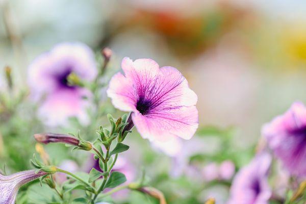 Superior Landscape Supplies