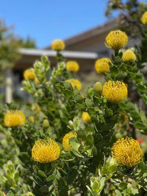 Santa Cruz City Hall