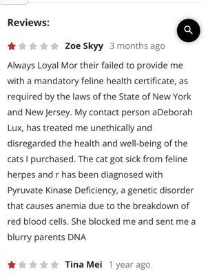 Always Loyal Maine Coon