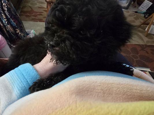Pocket Puppies