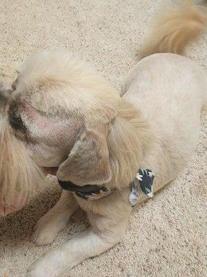 Pampered Paws Pet Grooming