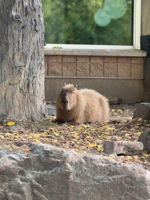 Henry Vilas Park Zoo