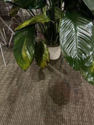 Substandard Peace Plant