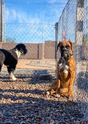Balancing Paws Dog Training