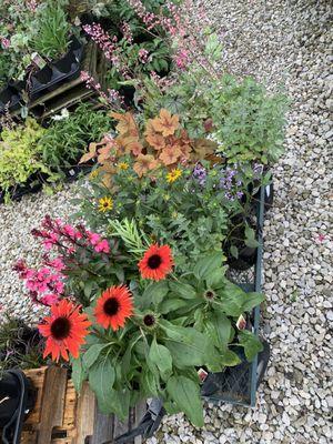 Lettuce Work Nursery