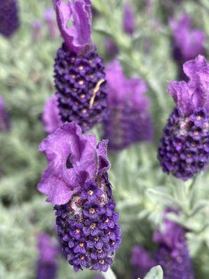 Seattle In Home Massage