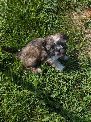 This is Bell. She is a 3 1/2 month Shih Tzu. Very loving & playful, needs basic puppy training