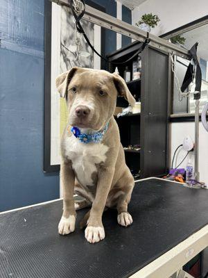 Recorcholis Dog Grooming