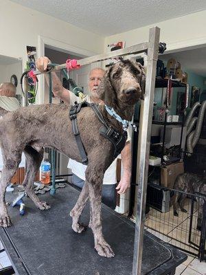 4 Paws Pet Salon