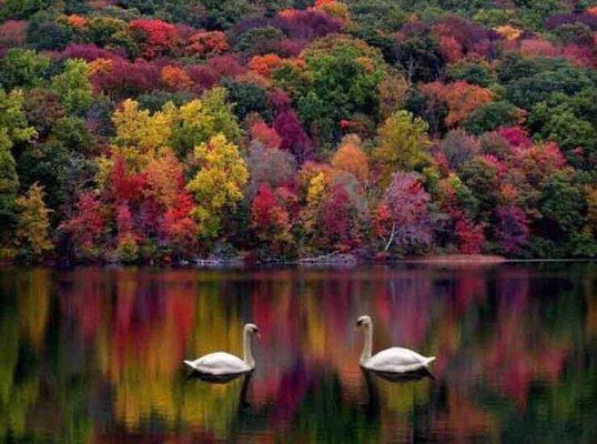 Jahangir Sharifi, MD