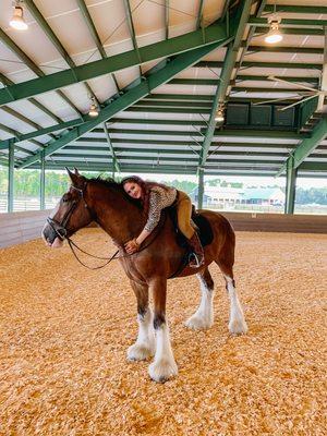 A satisfied customer with her new Classic City Clydesdale Gelding Classic City BB Rod Stewart.