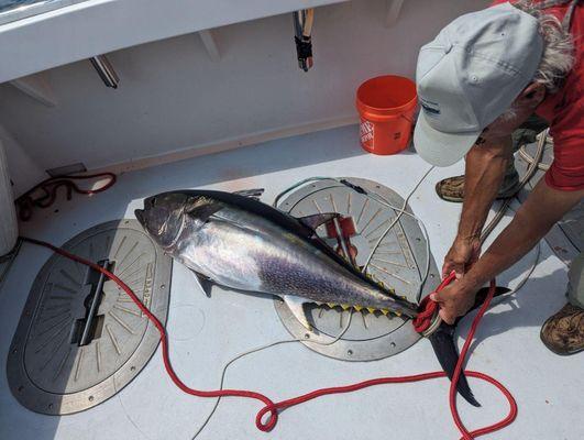 Tuna Tail Charters Deep Sea Fishing