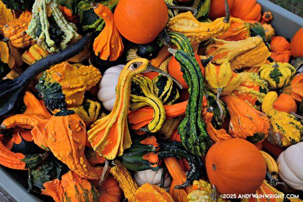 Montgomery Place Orchards