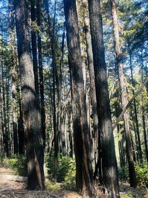 Charred trees with new growth