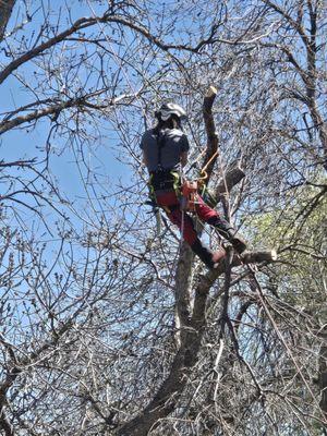 The Giving Tree Service