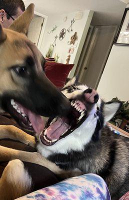 Metro-Pet Services