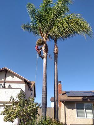 Benito Landscaping & Maintenance