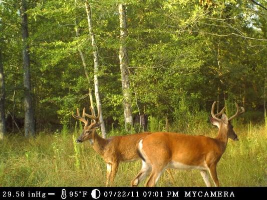 Timberland Real Estate