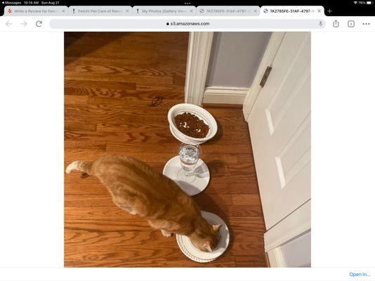 Fetch Pet Care - Raleigh