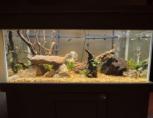 My tanks with decor, some livestock and live plants from Rusty's Reefs