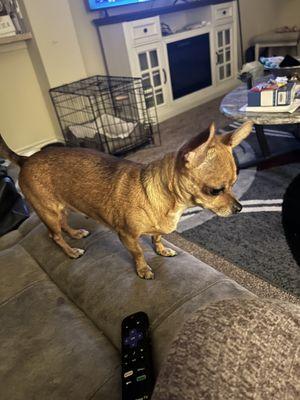 Lost her like almost 4 months ago she also has saggy titty's 210-897-8383