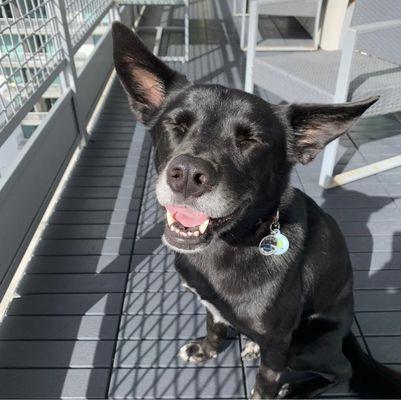 "Yay! Mom called Paw Central!"