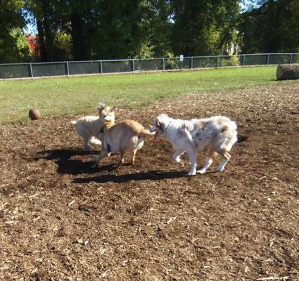 Willow (middle) had so much fun with her new friends!