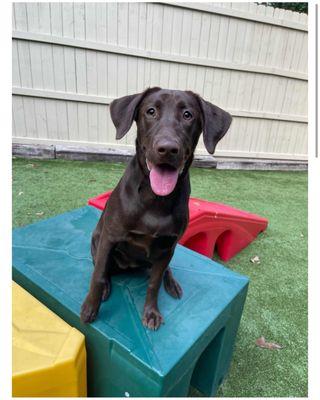 Southern Pines Pet Lodge