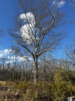 Winter picture of this one hundred plus year old oak tree.