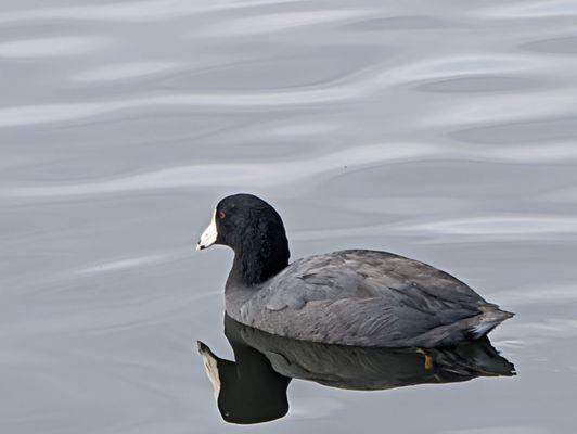 Ralph B Clark Regional Park