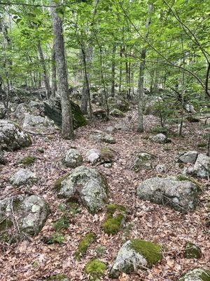 Cuttyhunk Brook Preserve