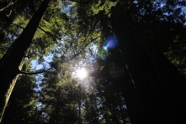 Redwood Meadows RV Resort