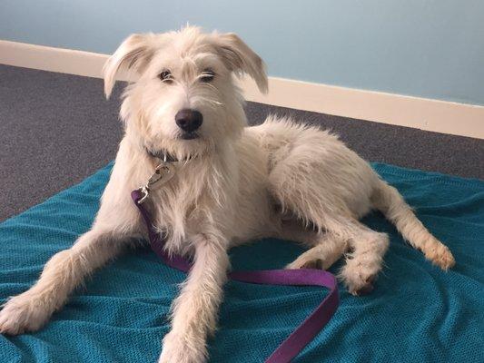 Seamus, getting ready for his exam.