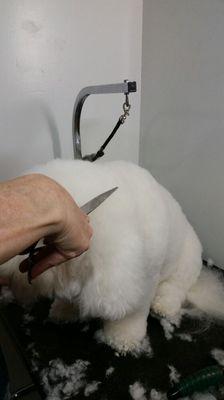 April's Heavenly Cuts Dog Grooming