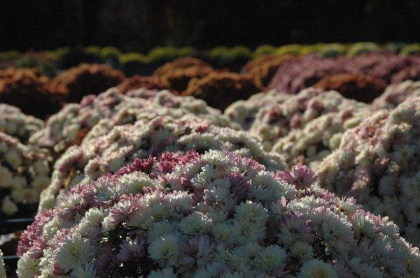 Wedgewood Gardens