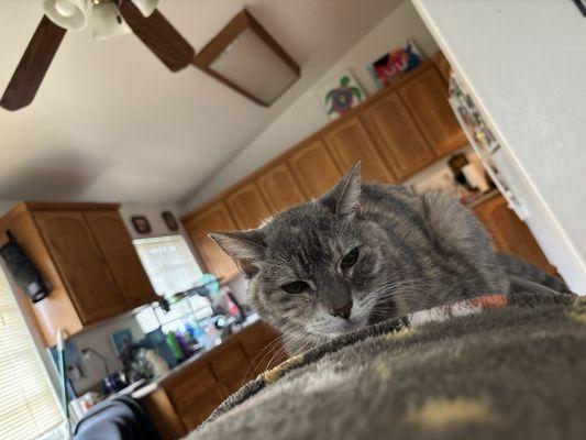 Village Veterinary Clinic