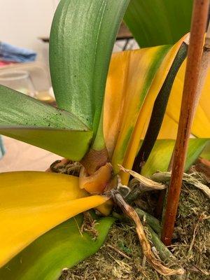 NYC Floral Decorators