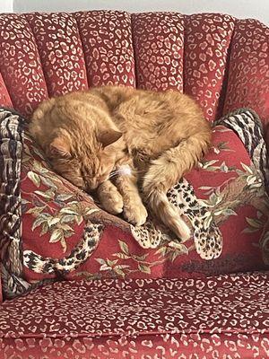 Towne Square Animal Hospital