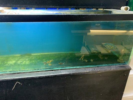 Fish in tank