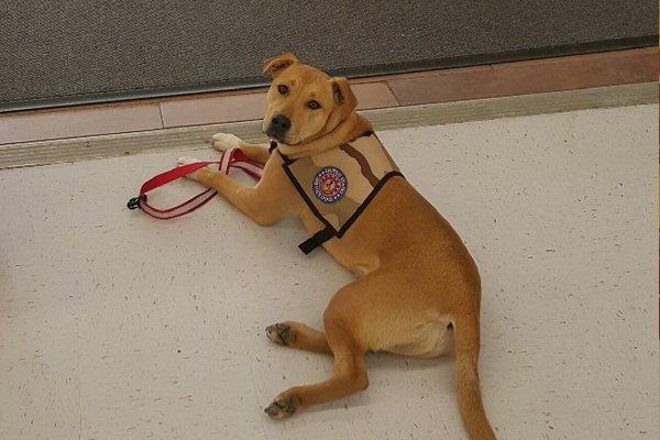 Service Dog in Training