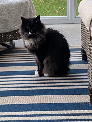 Beach Buddies Pet Services