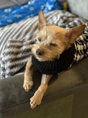 Rocco showing off his cute hair cut