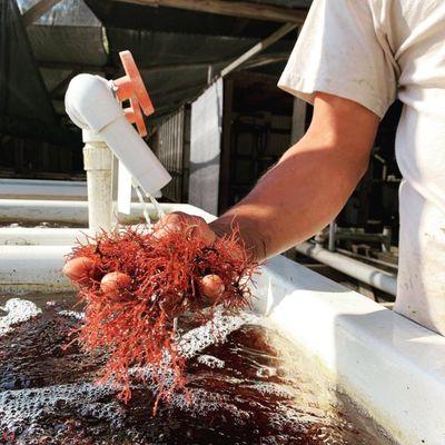 The Cultured Abalone Farm