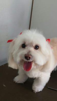 Sitting Pretty Mobile Dog Grooming