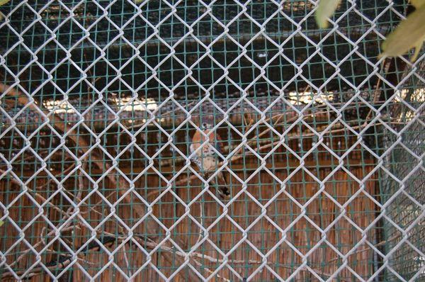 Key West Wildlife Center