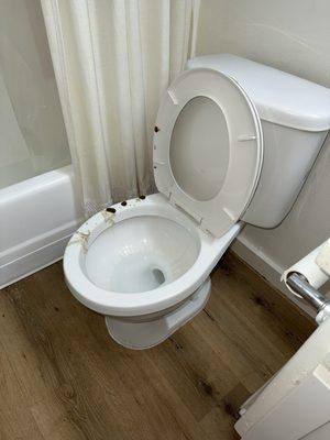 Human feces - backup sewage water on toilet