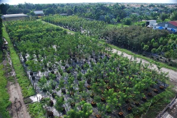 Getting Green Plant Service