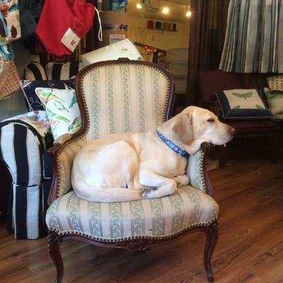 Bailey are shop greeter